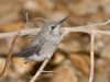 Anna's Hummingbird