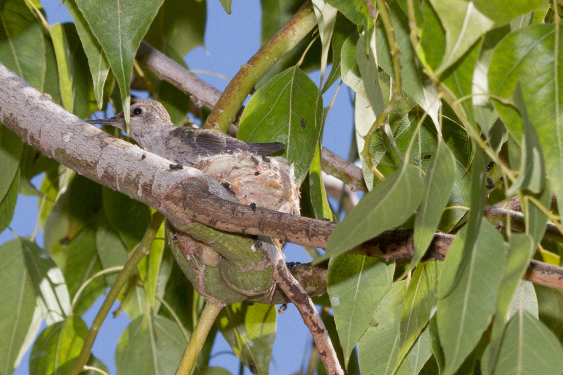 Anna\'s Hummingbird