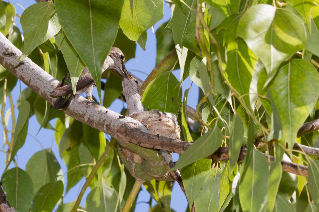 Anna\'s Hummingbird