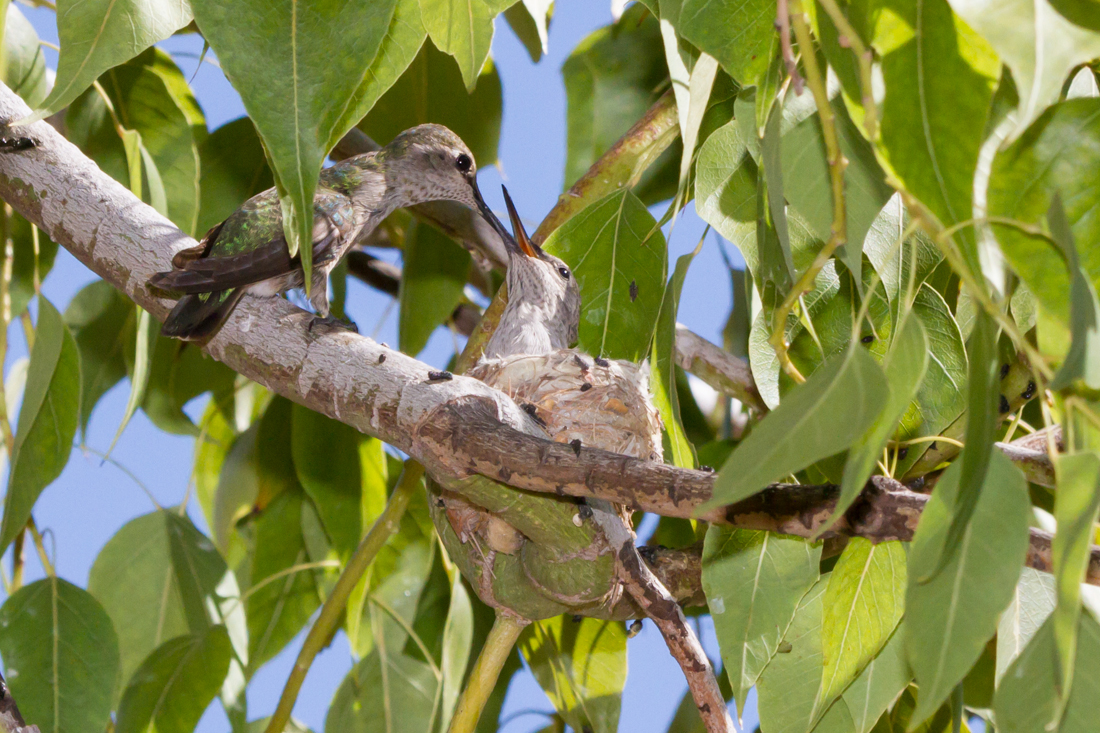 Anna\'s Hummingbird