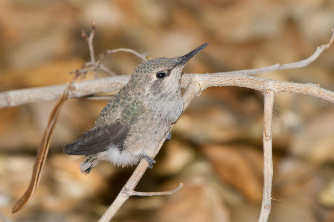 Anna\'s Hummingbird