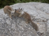 California Ground Squirrel