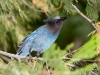 Steller's Jay