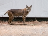 Bobcat