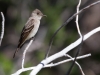 Western Wood-pewee