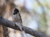 Dark-eyed Junco