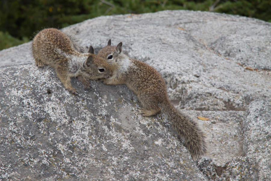 California Ground Squirrel