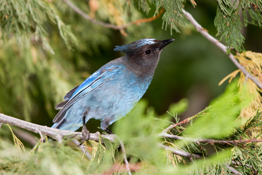 Steller\'s Jay