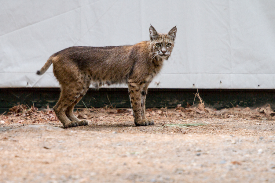 Bobcat