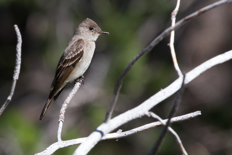 Western Wood-pewee