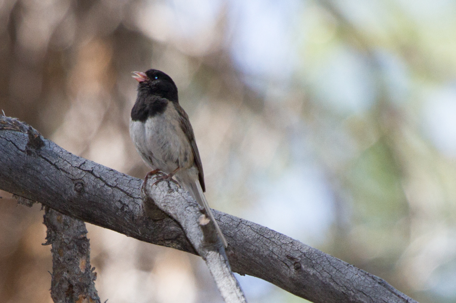 Dark-eyed Junco